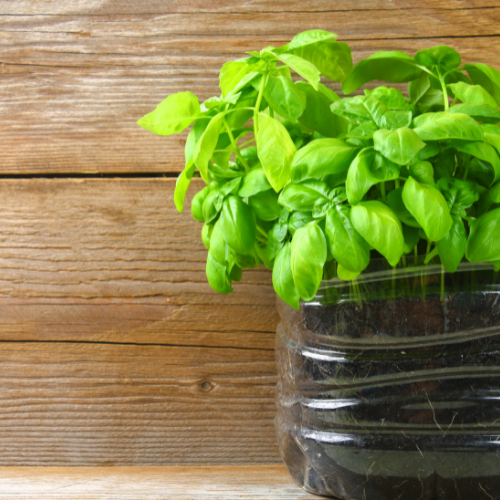6 Easy ways to get started growing herbs indoors