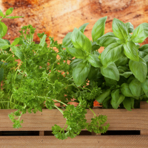 6 Easy ways to get started growing herbs indoors