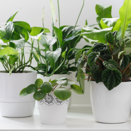 What are the Health Benefits of Indoor Plants