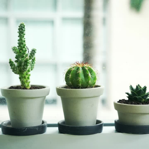 11 Desk Friendly Plants to Improve Air Quality at Your Job