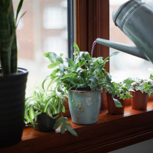 10 Mood Boosting Houseplants Which Ones Are Best