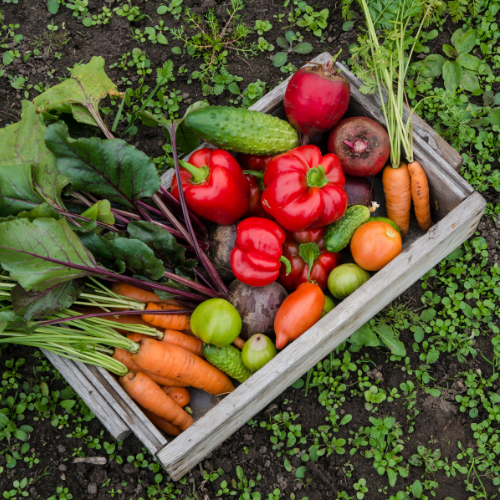 Getting started with growing your own vegetables