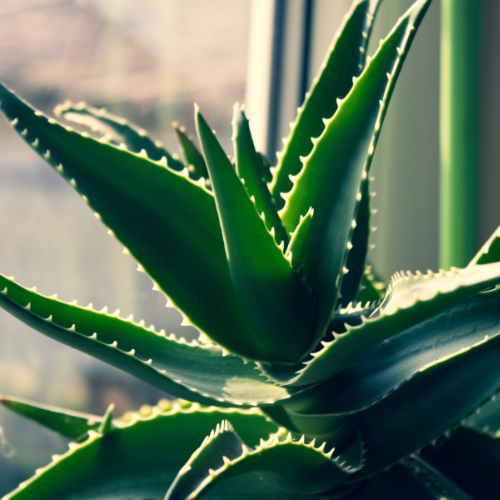 21 Best Plants to Purify Air in Your Home