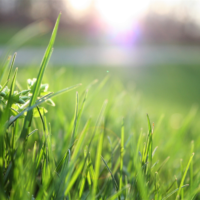 How to Protect Your Lawn During Summer Heatwaves